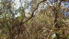 Euphorbia physoclada