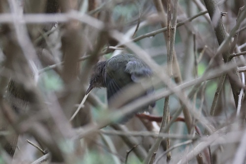 Green Crombec (Sylvietta virens), photo 8