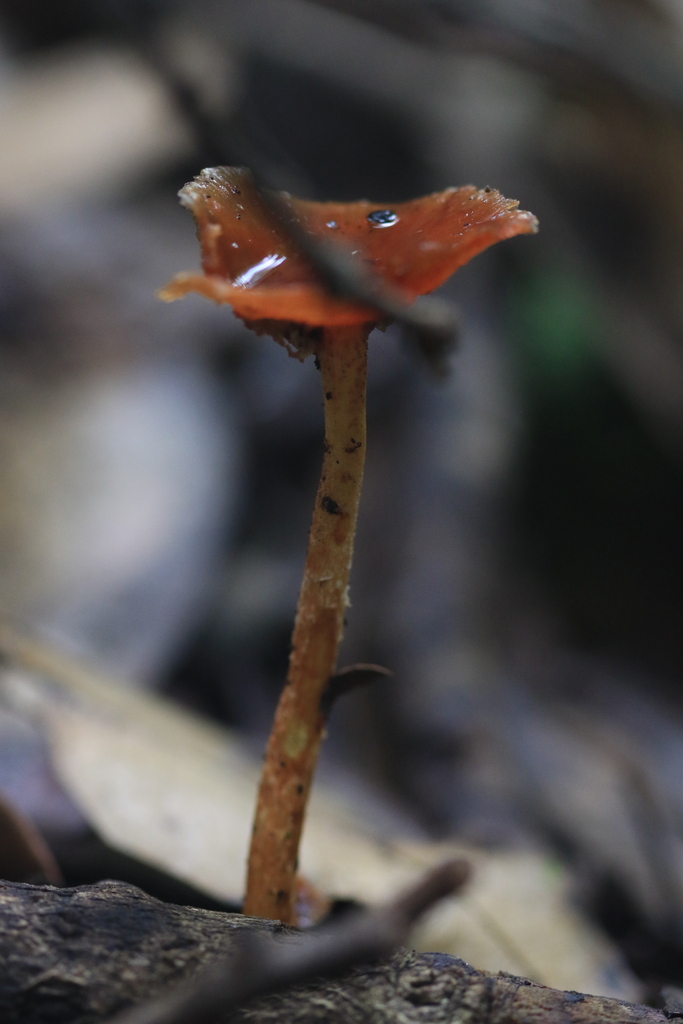 Leratiomyces ceres · April 2026 · photo: © sofiazed1 (iNaturalist, cc-by)