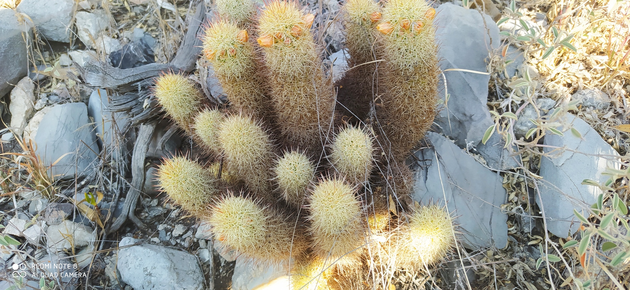 Ladyfinger cactus