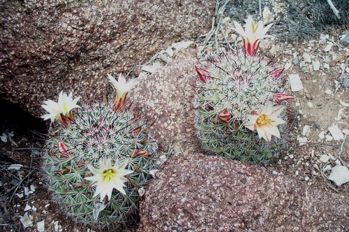 Peninsular fishhook cactus (Cochemiea dioica)