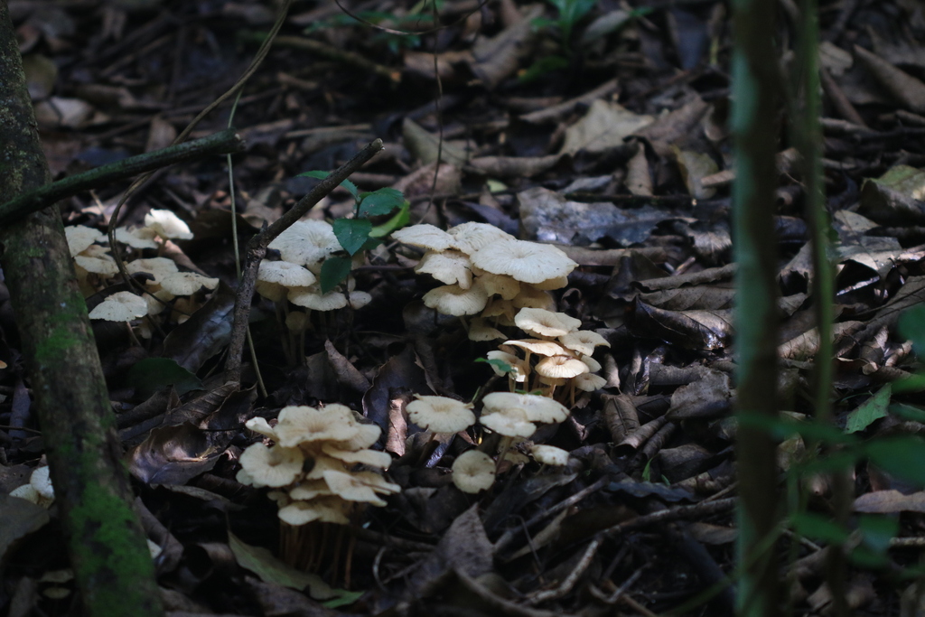 Collybia kurara · April 2026 · photo: © sofiazed1 (iNaturalist, cc-by)