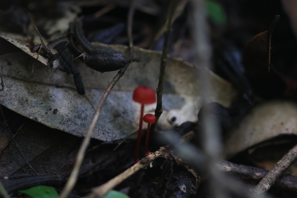 Cruentomycena viscidocruenta · April 2026 · photo: © sofiazed1 (iNaturalist, cc-by)