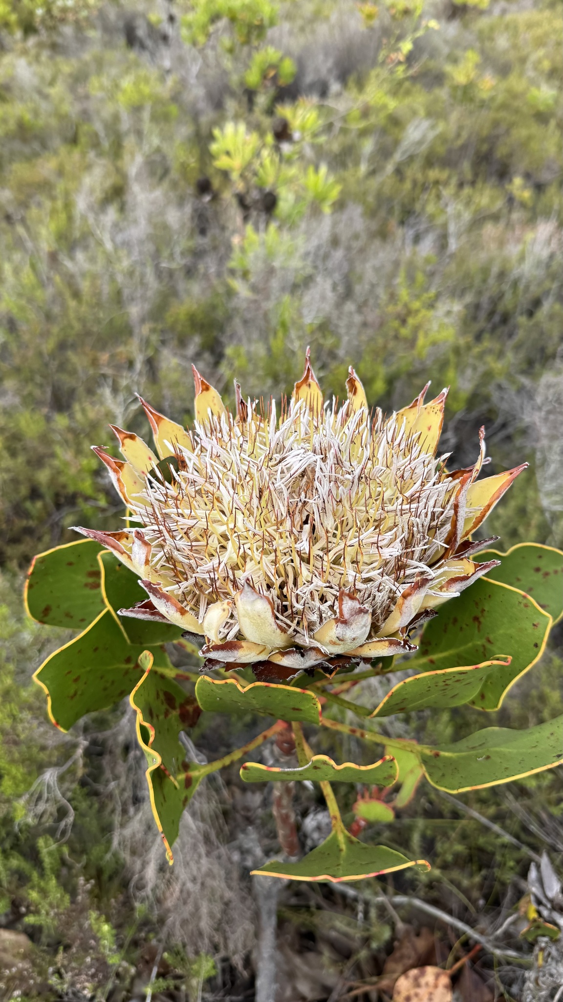 King Protea (Protea cynaroides)