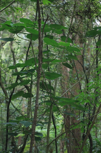 Giant Stinging Tree (Dendrocnide excelsa)