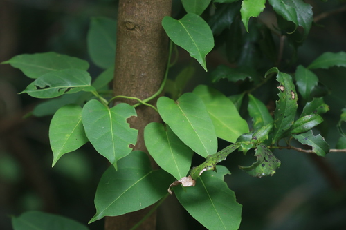 Common Milk Vine (Leichhardtia rostrata)