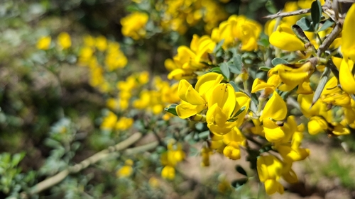 Avistamiento Calicotome villosa