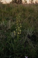 Fritillaria persica