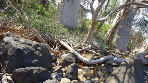 Dracaena canaliculata image