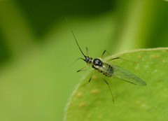 Hyperomyzus lactucae