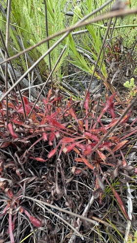 Cape Sundew (Drosera capensis)