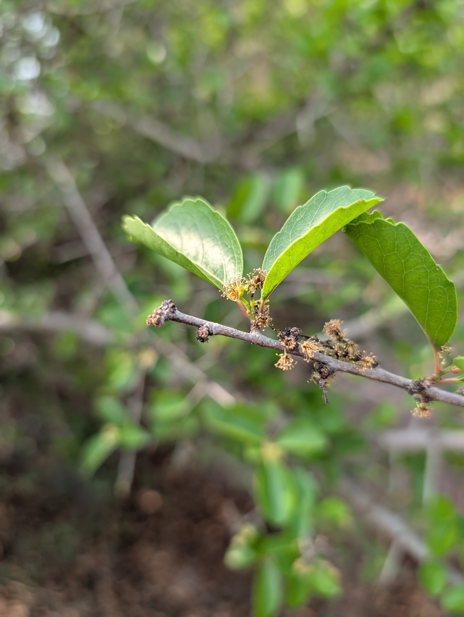 Governors-Plum (Flacourtia indica)