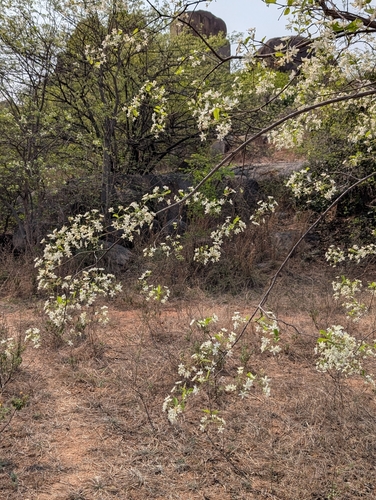 Wrightia tinctoria (Wrightia tinctoria)