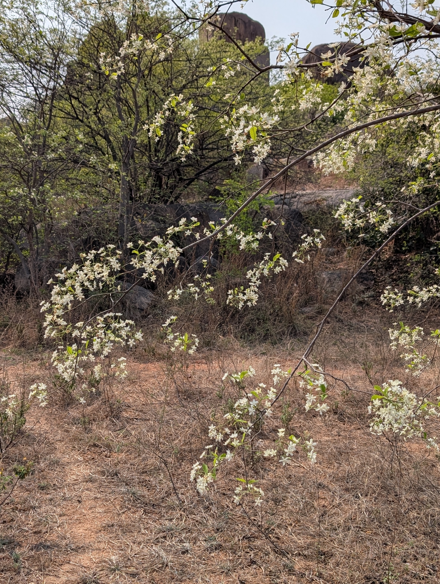 Wrightia Tinctoria (Wrightia tinctoria)