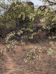 Indischer Palmfarn (Wrightia tinctoria)