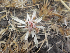 Euphorbia radians