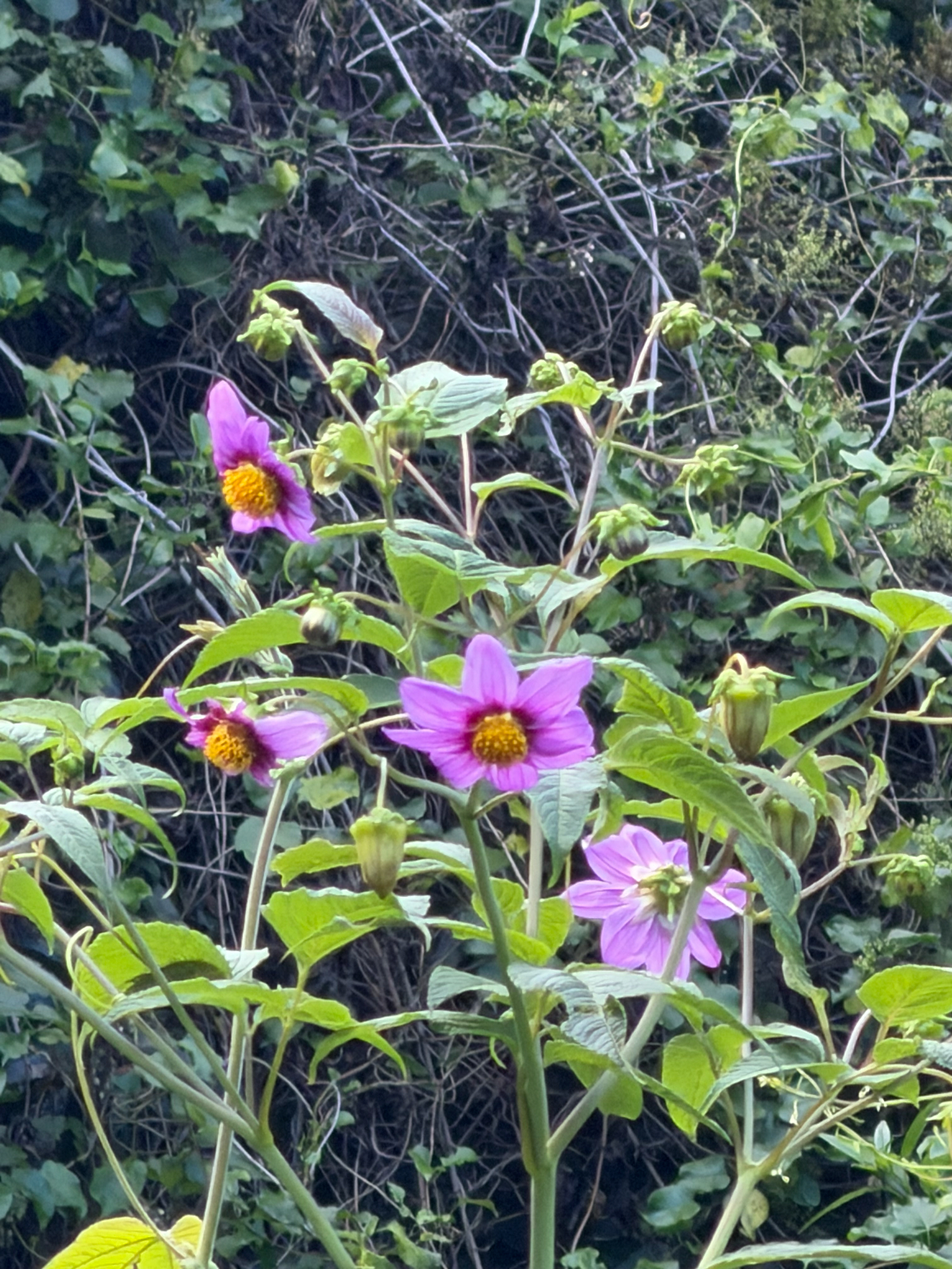 Dahlia Imperialis (Dahlia imperialis)