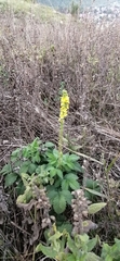 L'aigremoine Eupatoire (Agrimonia eupatoria)
