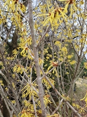 Hamamelis × intermedia