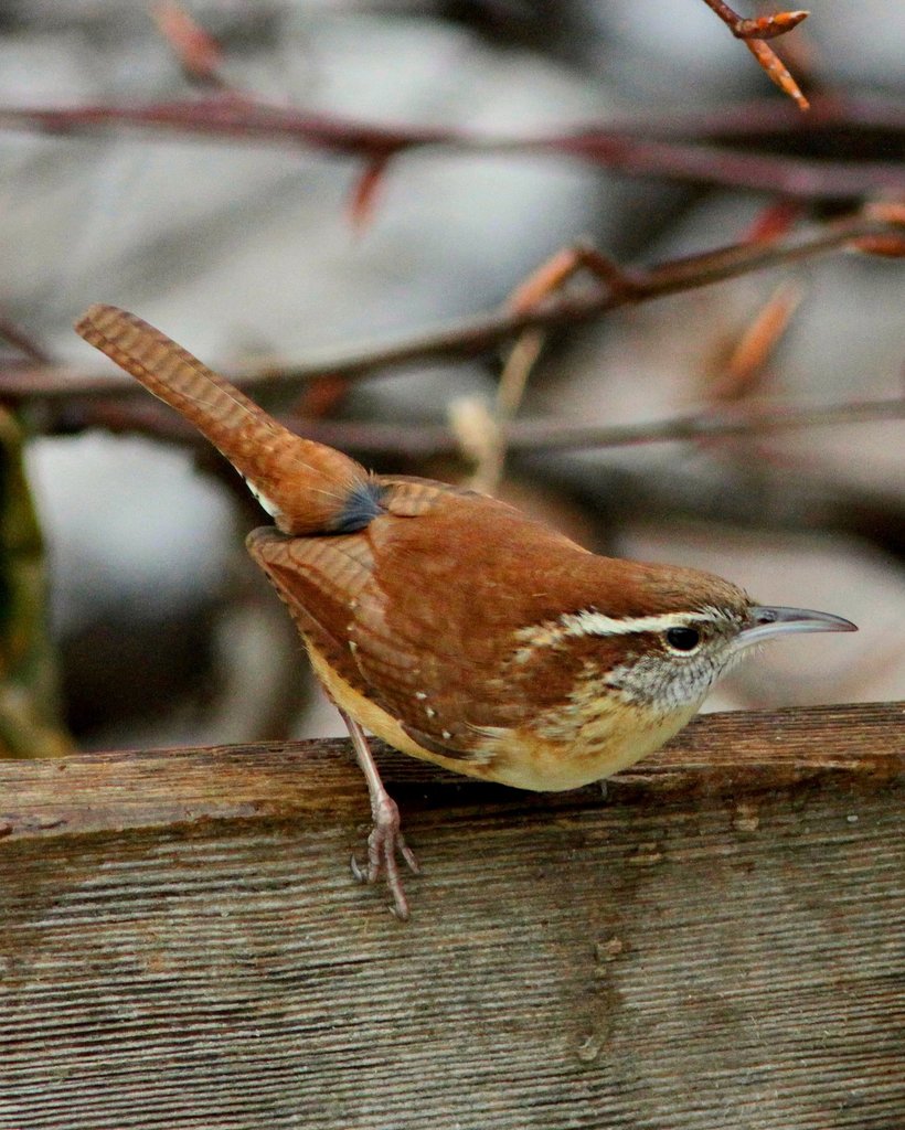 carolina-wren-birds-of-the-preserve-at-shaker-village-inaturalist