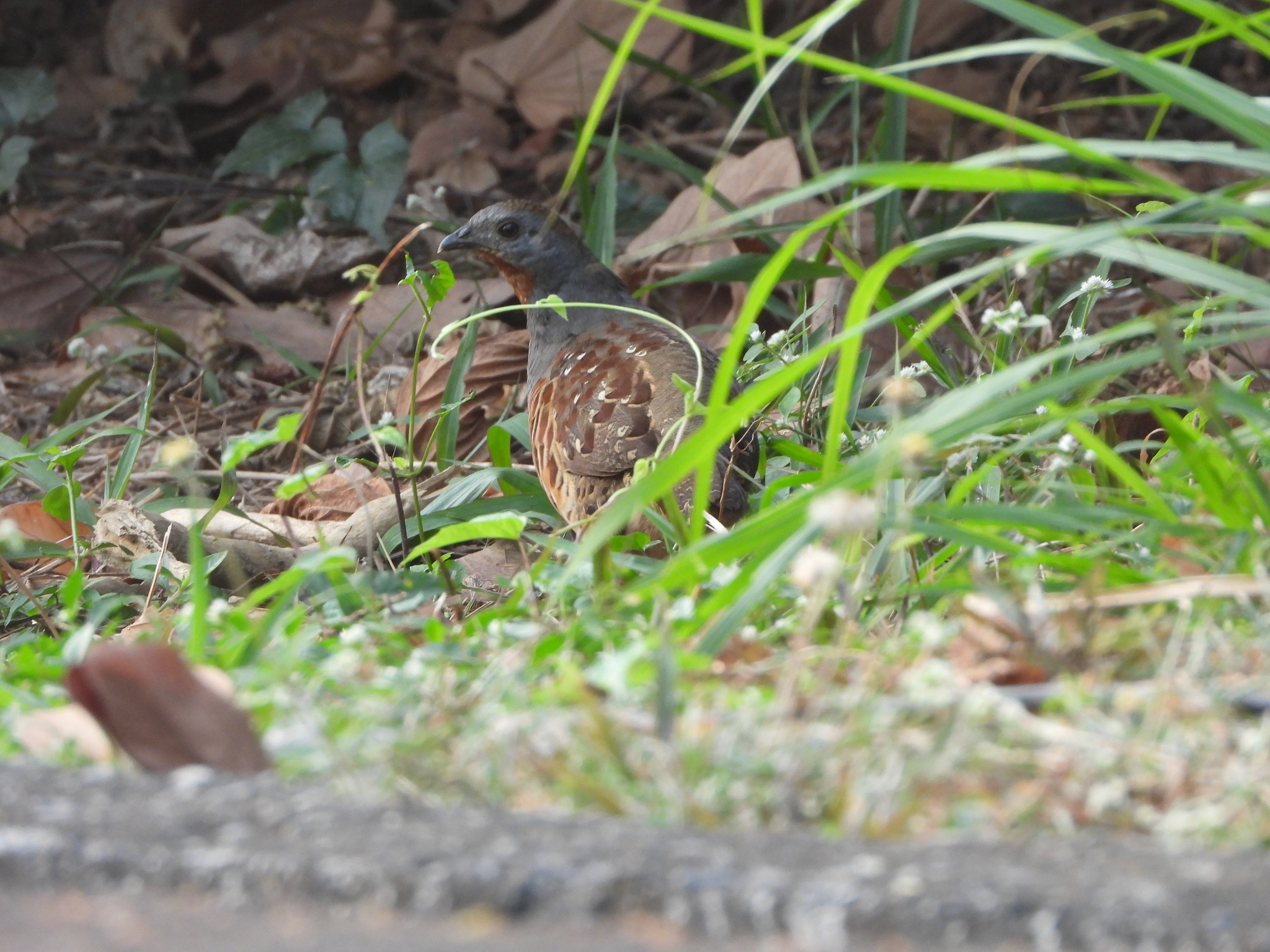 Taiwan Bamboo Partridge (Bambusicola sonorivox), photo 5