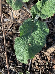 Arctium