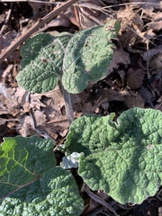 Arctium