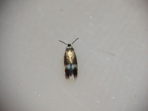 Scarce Maple Pigmy