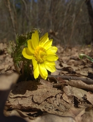 Adonis vernalis
