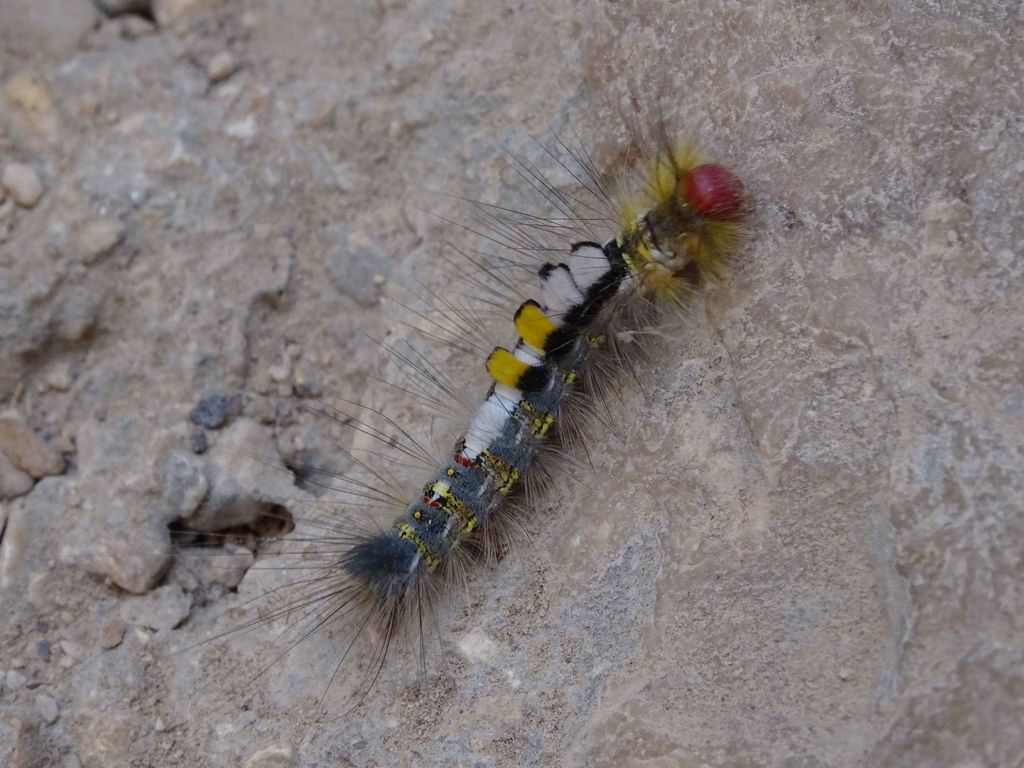 Casama innotata