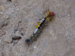 Casama innotata