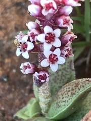 Crassula exilis cooperi