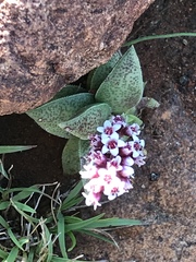 Crassula exilis cooperi
