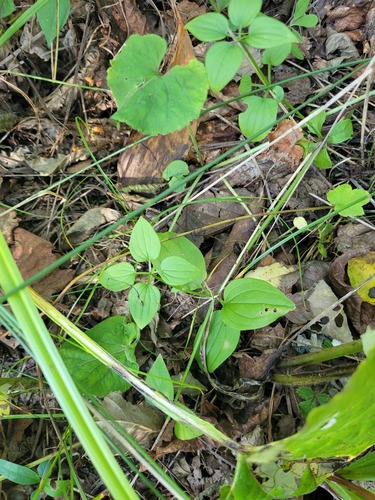 Indian Madder (Rubia cordifolia)
