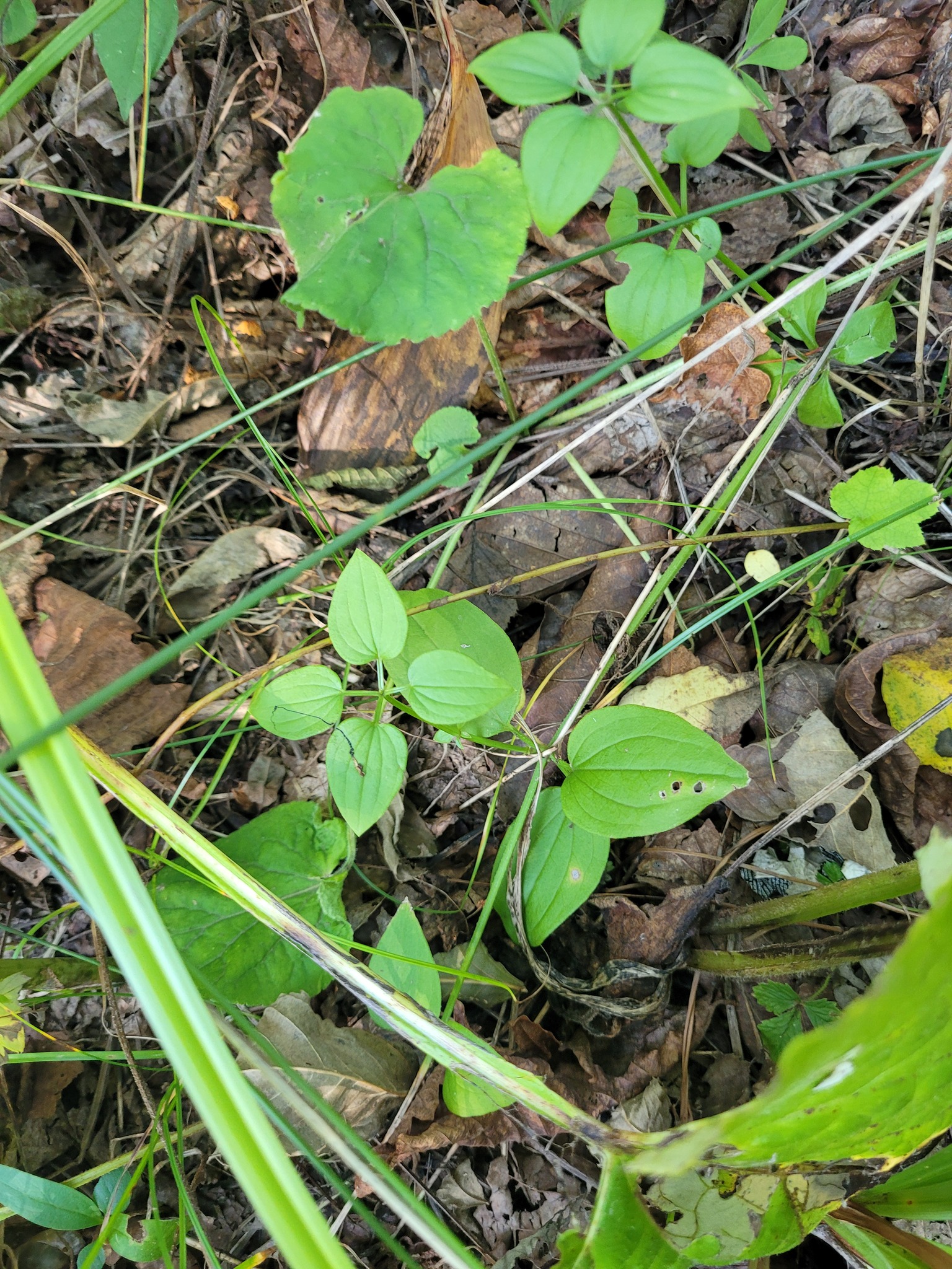 Indian Madder (Rubia cordifolia)