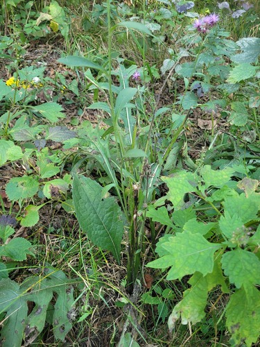 Saussurea maximowiczii, photograph 1
