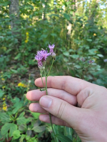 Saussurea maximowiczii, photograph 2