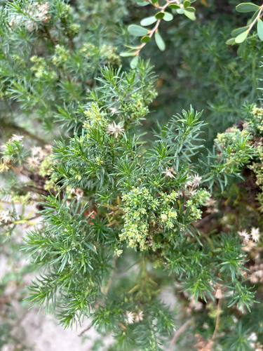 Olearia glutinosa