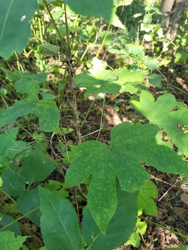 Castor Aralia (Kalopanax septemlobus)