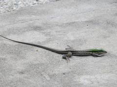 Ameiva atrigularis
