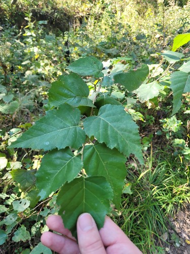 Siberian Birch (Betula platyphylla)