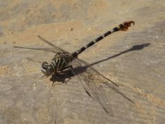 Paragomphus sinaiticus