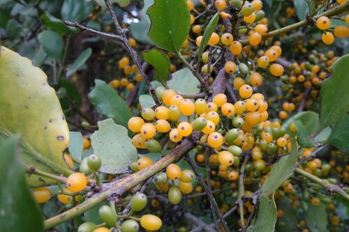 Green mistletoe (Ileostylus micranthus)