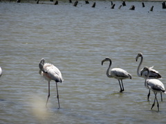 Phoenicopterus roseus