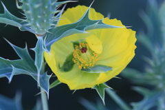 Argemone mexicana