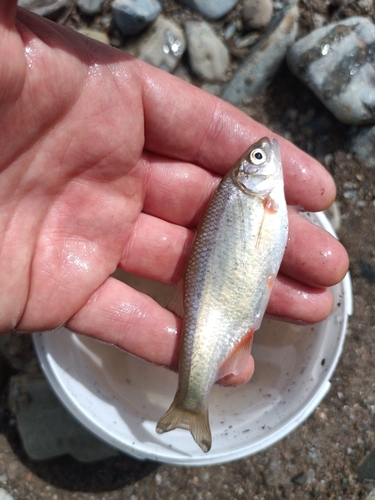 Kura chub (Alburnoides eichwaldii) — Cyprinidae — 3