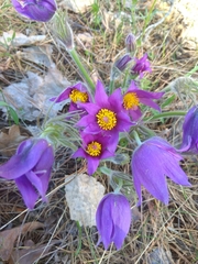 Pulsatilla patens