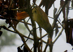 Anabacerthia striaticollis