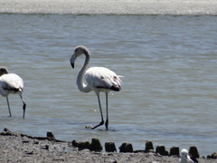 Phoenicopterus roseus
