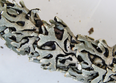 Hypogymnia incurvoides